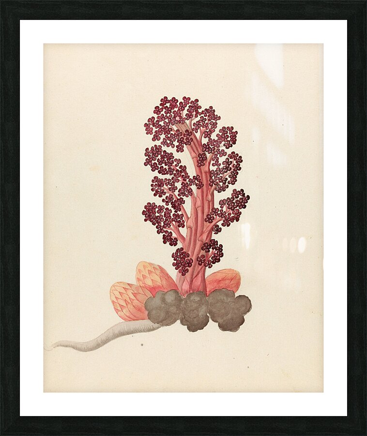Aphyteia hydnora [Nymphaea nouchali] 1817 Picture Frame print
