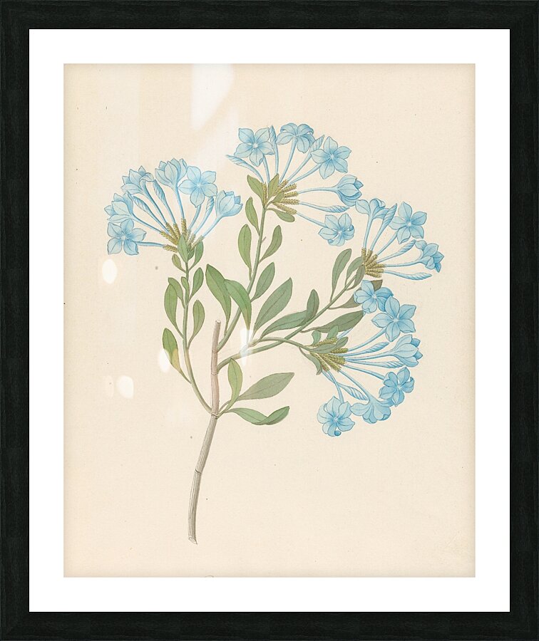 Plombago capensis [Plumbago auriculata] 1817 Picture Frame print