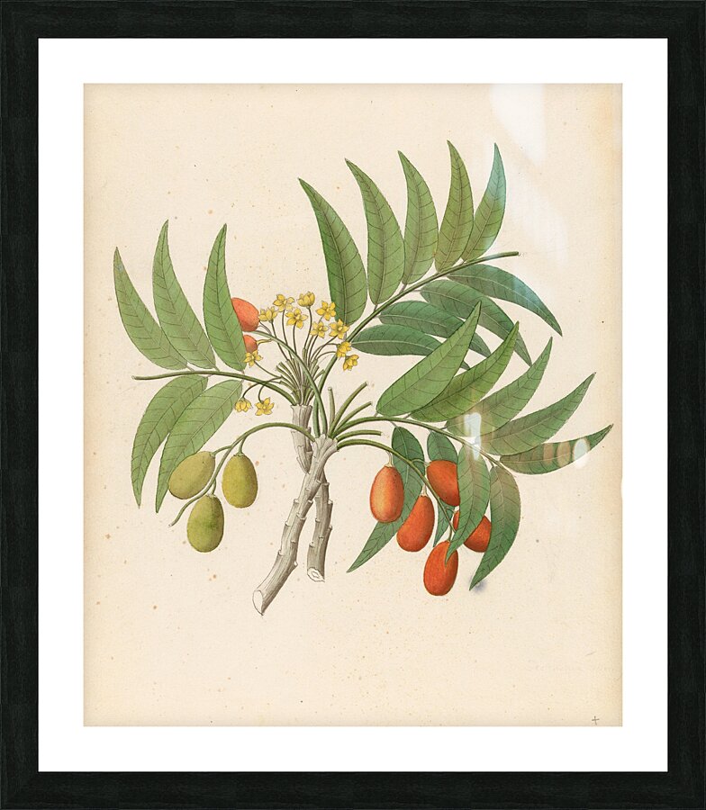 Decandria Mon. [Harpephyllum caffrum] 1817 Picture Frame print
