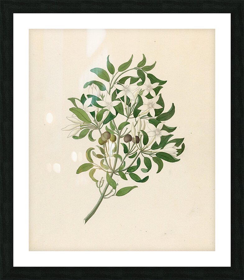 Jasminum angulare 1817 Picture Frame print