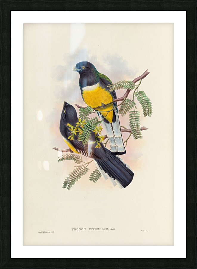 John Gould trogons 045 Picture Frame print