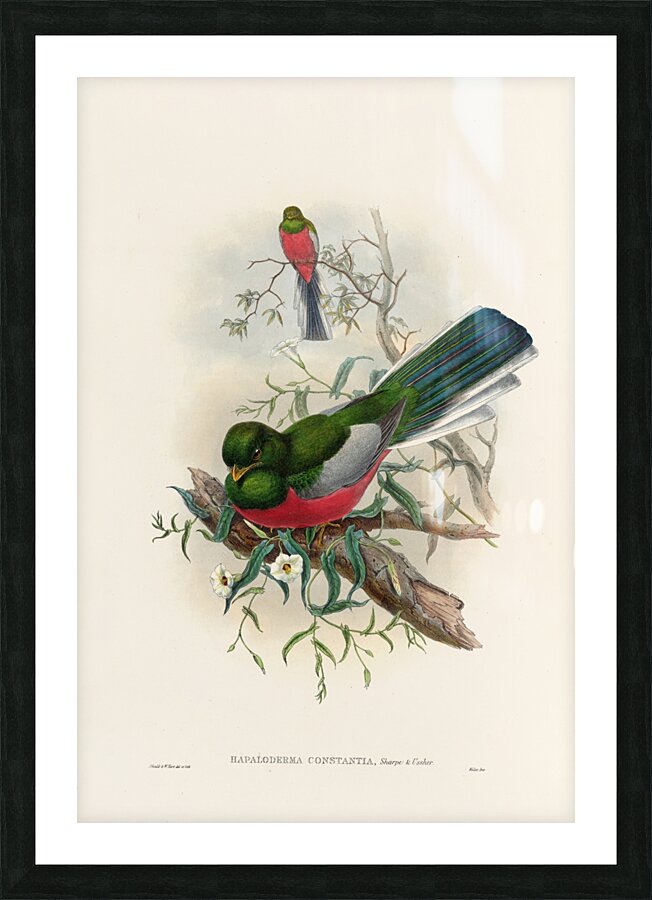 John Gould trogons 037 Picture Frame print