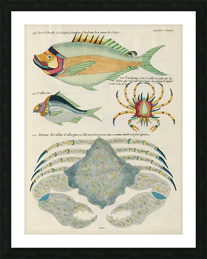 Colourful and surreal illustrations of fishes found in Moluccas Indonesia and the East Indies by Louis Renard 1678 -1746 from Histoire naturelle des plus rares curiositez de la mer des Indes 1754. Picture Frame print