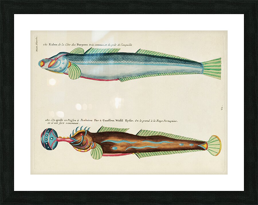 Colourful and surreal illustrations of fishes found in Moluccas Indonesia and the East Indies by Louis Renard 1678 -1746 from Histoire naturelle des plus rares curiositez de la mer des Indes 1754. Picture Frame print