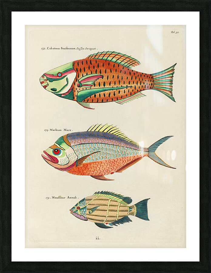Colourful and surreal illustrations of fishes found in Moluccas Indonesia and the East Indies by Louis Renard 1678 -1746 from Histoire naturelle des plus rares curiositez de la mer des Indes 1754. Picture Frame print