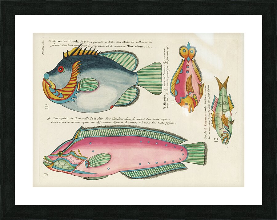 Colourful and surreal illustrations of fishes found in Moluccas Indonesia and the East Indies by Louis Renard 1678 -1746 from Histoire naturelle des plus rares curiositez de la mer des Indes 1754. Picture Frame print