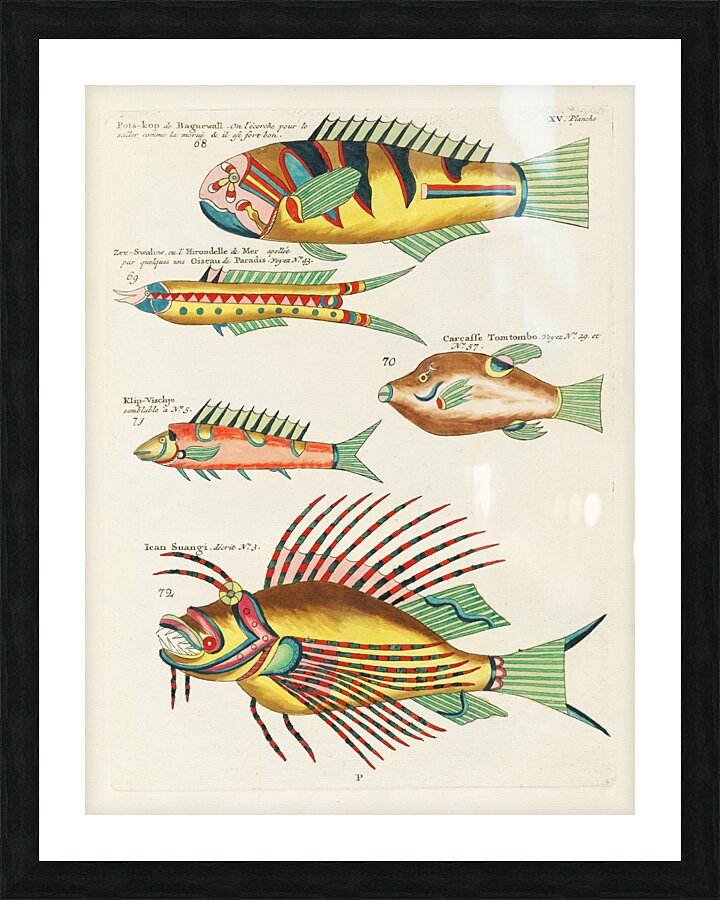 Colourful and surreal illustrations of fishes found in Moluccas Indonesia and the East Indies by Louis Renard 1678 -1746 from Histoire naturelle des plus rares curiositez de la mer des Indes 1754. Picture Frame print