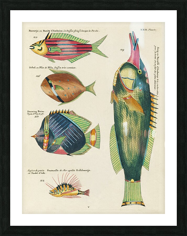 Colourful and surreal illustrations of fishes found in Moluccas Indonesia and the East Indies by Louis Renard 1678 -1746 from Histoire naturelle des plus rares curiositez de la mer des Indes 1754. Picture Frame print