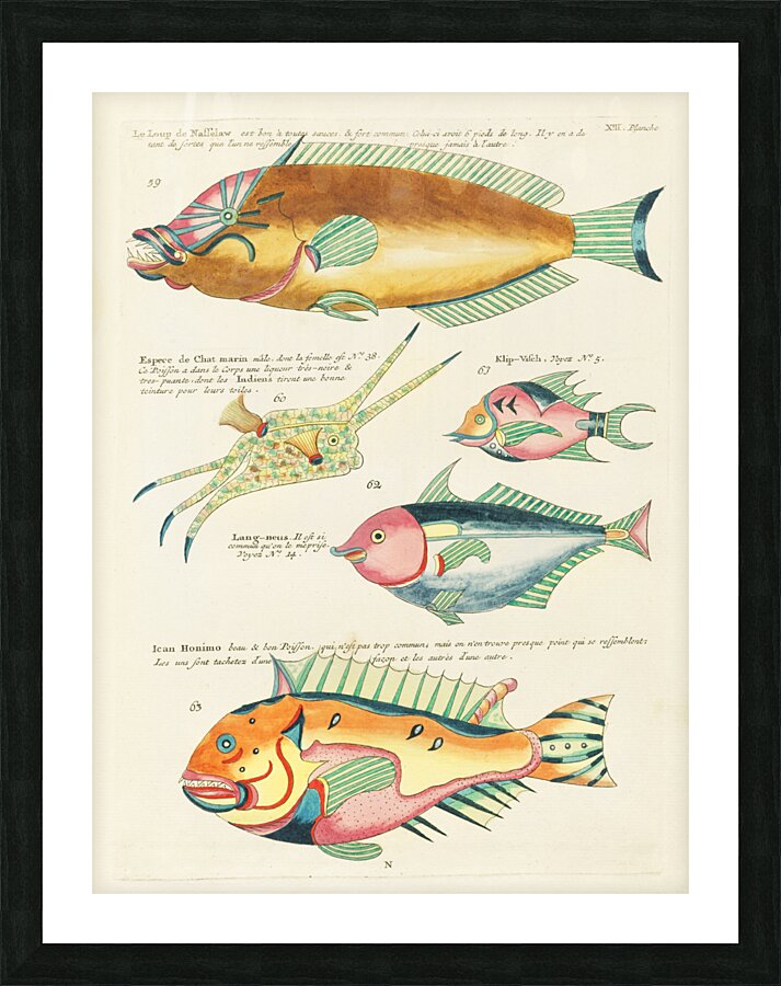 Colourful and surreal illustrations of fishes found in Moluccas Indonesia and the East Indies by Louis Renard 1678 -1746 from Histoire naturelle des plus rares curiositez de la mer des Indes 1754. Picture Frame print