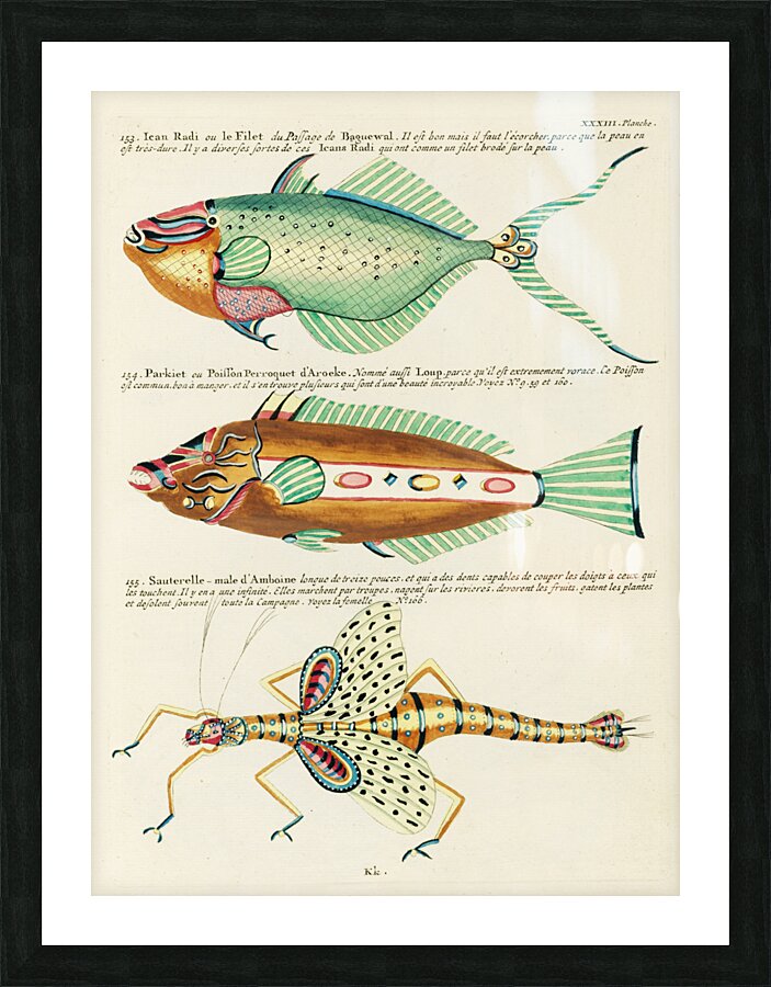Colourful and surreal illustrations of fishes found in Moluccas Indonesia and the East Indies by Louis Renard 1678 -1746 from Histoire naturelle des plus rares curiositez de la mer des Indes 1754. Picture Frame print