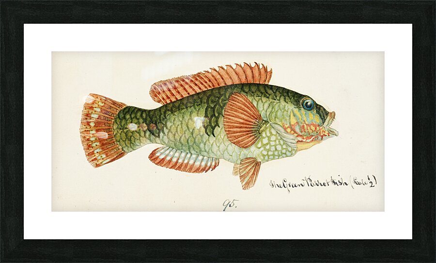 Antique fish Labrida South Pacific Fishes by Frank Edward Clarke 1849-1899.  Picture Frame print