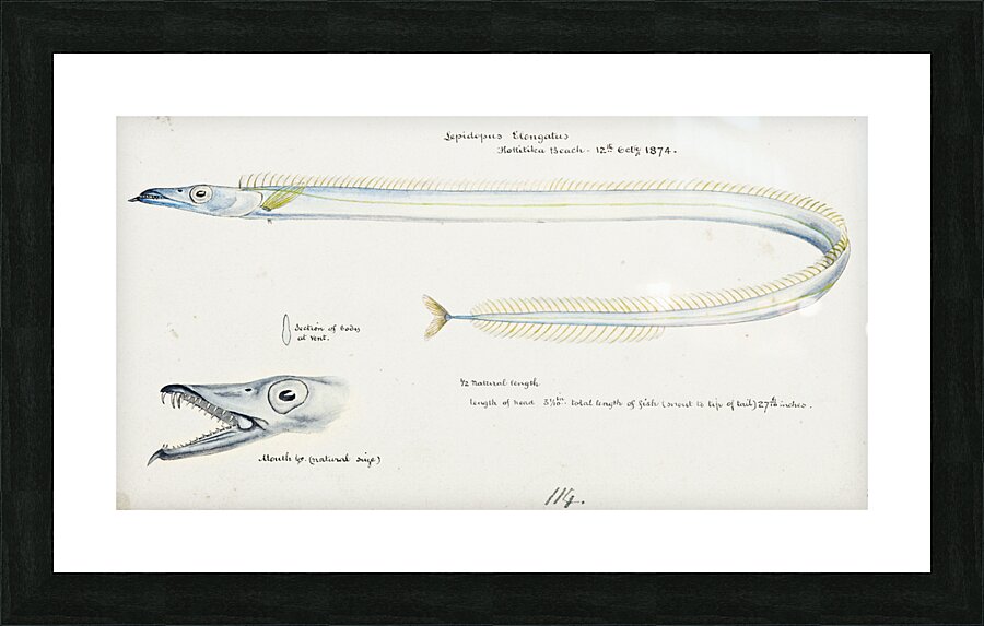 Antique fish Benthodesmus Elongatus South Pacific Fishes by Frank Edward Clarke 1849-1899.  Picture Frame print