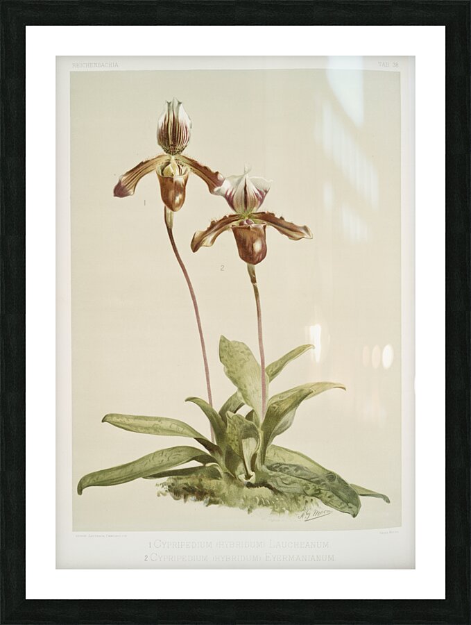 Cypripedium hybridum laucheanum cypripedium hybridum eyermanianum from Reichenbachia Orchids 1888-1894 illustrated by Frederick Sander 1847-1920.  Picture Frame print