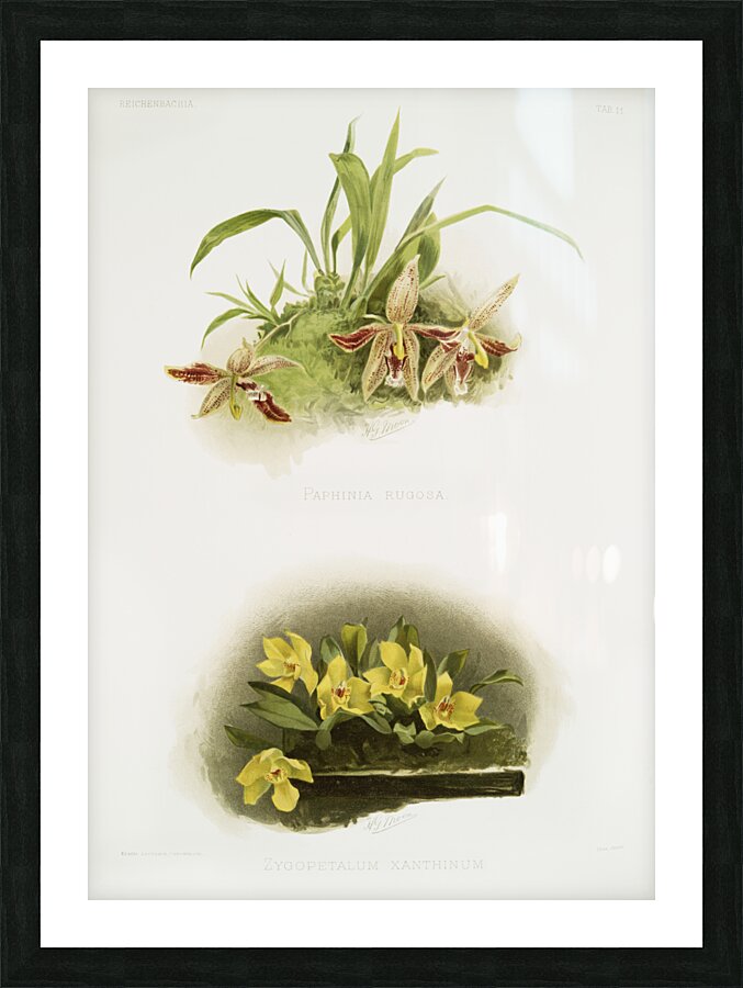 Paphinia rugosa Zygopetalum xanthinum from Reichenbachia Orchids 1888-1894 illustrated by Frederick Sander 1847-1920.  Picture Frame print