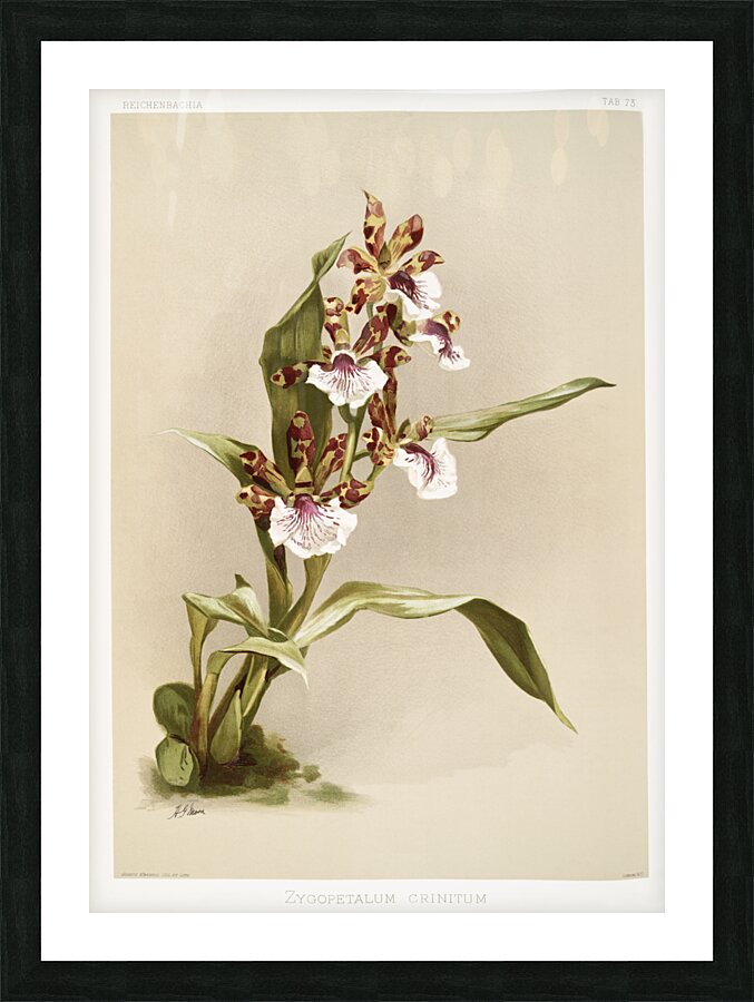 Zygopetalum crinitum from Reichenbachia Orchids 1888-1894 illustrated by Frederick Sander 1847-1920.  Picture Frame print