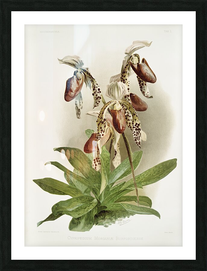Dendrobium brymerianum from Reichenbachia Orchids 1888-1894 illustrated by Frederick Sander 1847-1920.  Picture Frame print