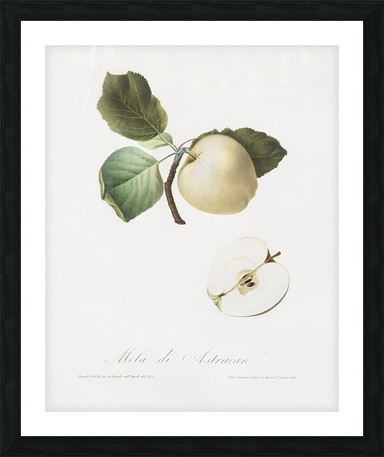 Astracan Apple Malus astracanensis from Pomona Italiana 1817 - 1839 by Giorgio Gallesio 1772-1839.  Picture Frame print