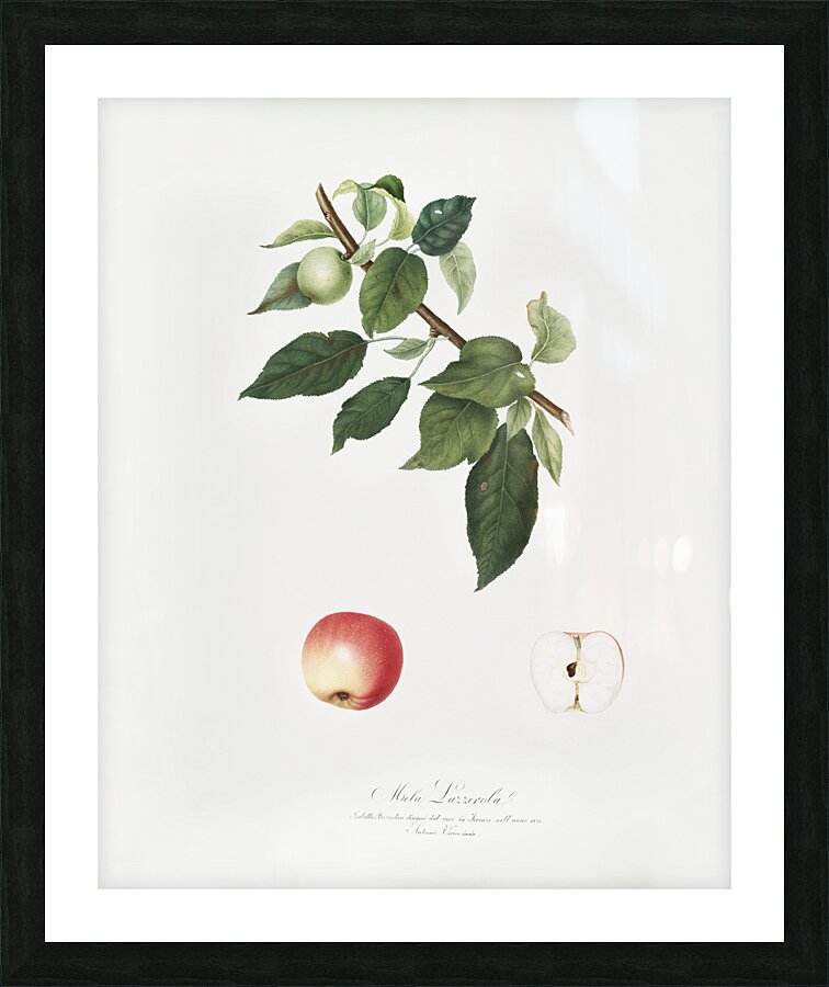 Apple Malus pumila from Pomona Italiana 1817 - 1839 by Giorgio Gallesio 1772-1839.  Picture Frame print
