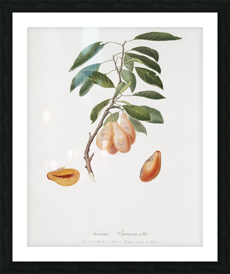 Plum Prunus ligustica from Pomona Italiana 1817 - 1839 by Giorgio Gallesio 1772-1839.  Picture Frame print