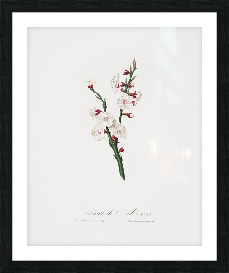 Apricot flower Prunus armeniaca from Pomona Italiana 1817 - 1839 by Giorgio Gallesio 1772-1839.  Picture Frame print