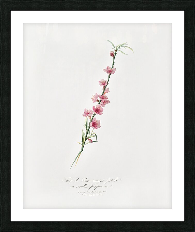 Peach blossoms Prunus persica from Pomona Italiana 1817 - 1839 by Giorgio Gallesio 1772-1839.  Picture Frame print