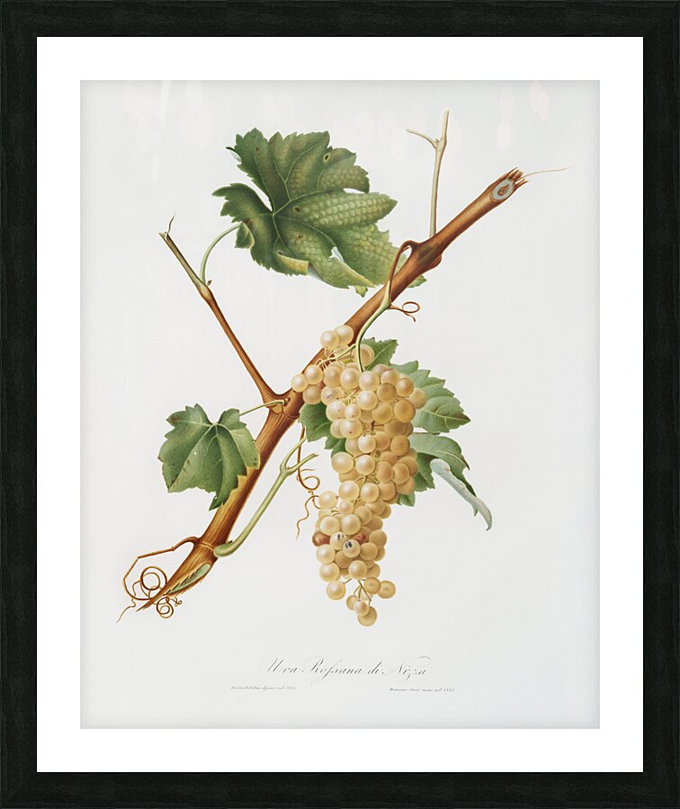 Vermentino grapes Vitis ligustica feracissima from Pomona Italiana 1817 - 1839 by Giorgio Gallesio 1772-1839.  Picture Frame print