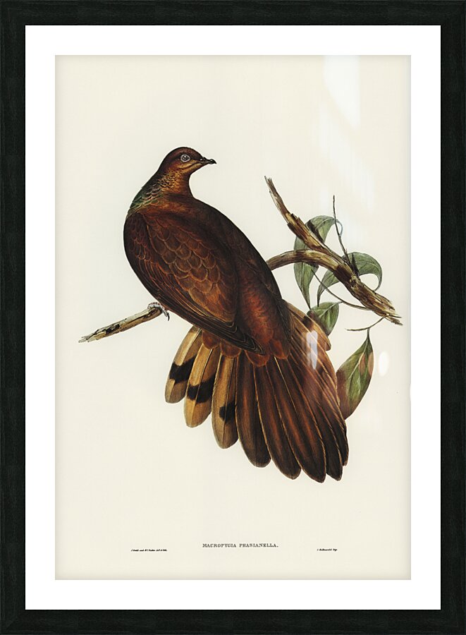 Pheasant-tailed Pigeon Macropygia Phasianella illustrated by Elizabeth Gould 1804–1841 for John Gould’s 1804-1881 Birds of Australia  Picture Frame print