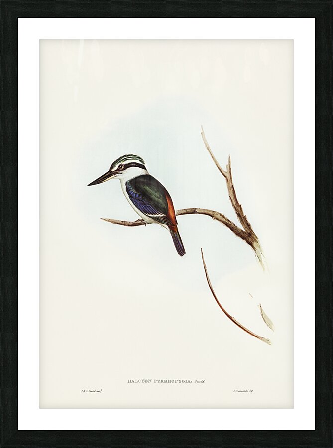 Red-backed Halcyon Halcyon pyrrhopygia illustrated by Elizabeth Gould 1804–1841 for John Gould’s 1804-1881 Birds of Australia  Picture Frame print