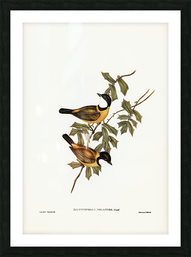 Black-tailed Pachycephala Pachycephala melanura illustrated by Elizabeth Gould 1804–1841 for John Gould’s 1804-1881 Birds of Australia  Picture Frame print