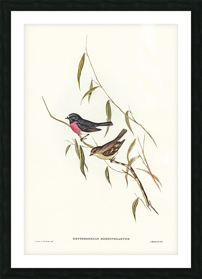 Pink-breasted Wood-robin Erythrodryas rhodinogaster illustrated by Elizabeth Gould 1804–1841 for John Gould’s 1804-1881 Birds of Australia  Picture Frame print