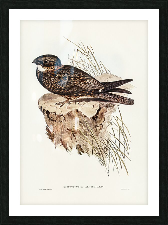 White-throated Goat-sucker Eurostopodus albogularis illustrated by Elizabeth Gould 1804–1841 for John Gould’s 1804-1881 Birds of Australia  Picture Frame print