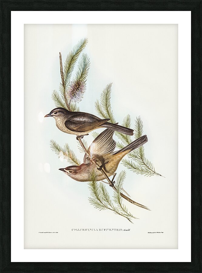 Buff-bellied shrike-thrush Colluricincla rufiventris illustrated by Elizabeth Gould 1804–1841 for John Gould’s 1804-1881 Birds of Australia  Picture Frame print