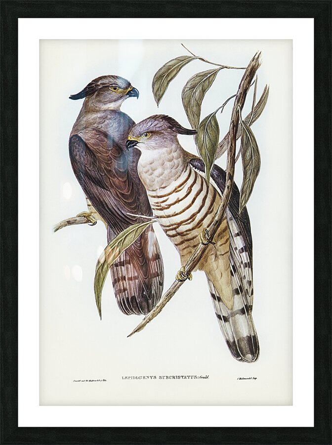 Crested Hawk Lepidogenys subcristatus illustrated by Elizabeth Gould 1804–1841 for John Gould’s 1804-1881 Birds of Australia  Picture Frame print