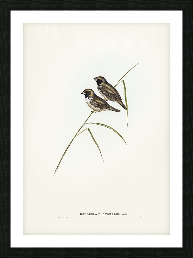 White-breasted Finch Donacola pectoralis illustrated by Elizabeth Gould 1804–1841 for John Gould’s 1804-1881 Birds of Australia  Picture Frame print