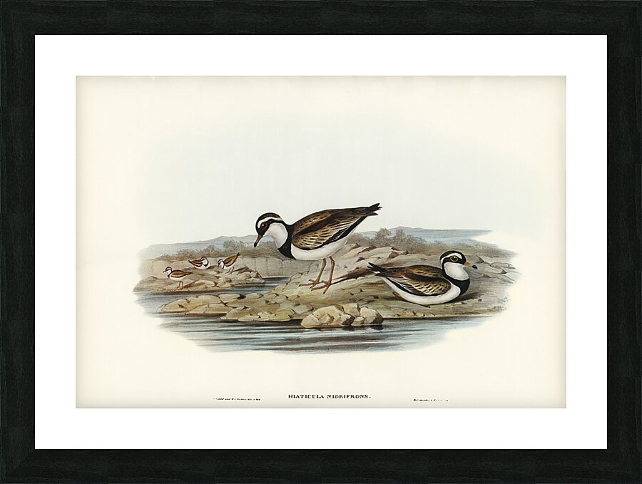 Black-fronted Dottrel Hiaticula nigrifrons illustrated by Elizabeth Gould 1804–1841 for John Gould’s 1804-1881 Birds of Australia  Picture Frame print