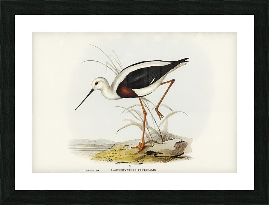 Banded Stilt Chladorhynchus pectoralis illustrated by Elizabeth Gould 1804–1841 for John Gould’s 1804-1881 Birds of Australia  Picture Frame print