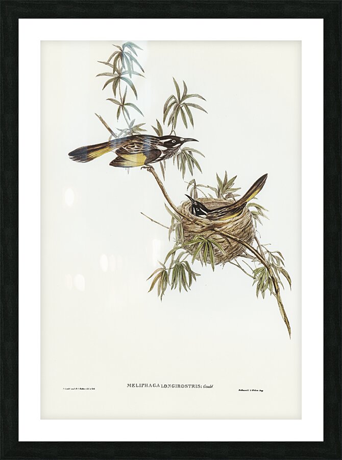 Long-billed Honey-eater Meliphaga longirostris illustrated by Elizabeth Gould 1804–1841 for John Gould’s 1804-1881 Birds of Australia  Picture Frame print