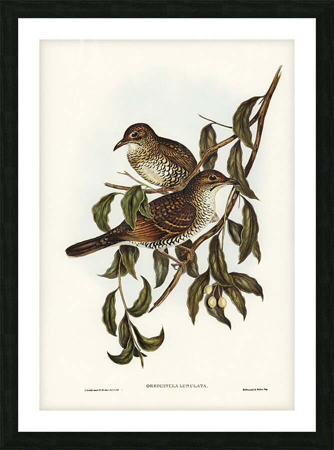 Moutain Thrush Oreocincla lunulata illustrated by Elizabeth Gould 1804–1841 for John Gould’s 1804-1881 Birds of Australia  Picture Frame print