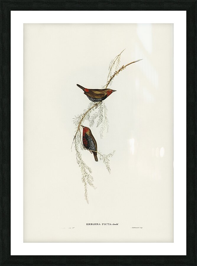 Painted Finch Emblema picta illustrated by Elizabeth Gould 1804–1841 for John Gould’s 1804-1881 Birds of Australia  Picture Frame print
