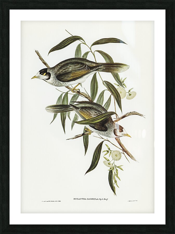 Garrulous Honey-eater Myzantha garrula illustrated by Elizabeth Gould 1804–1841 for John Gould’s 1804-1881 Birds of Australia  Picture Frame print