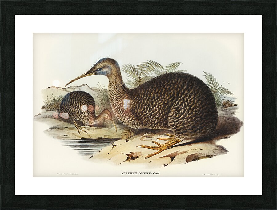 Little spotted kiwi or Little gray kiwi Apteryx Owenii illustrated by Elizabeth Gould 1804–1841 for John Gould’s 1804-1881 Birds of Australia  Picture Frame print