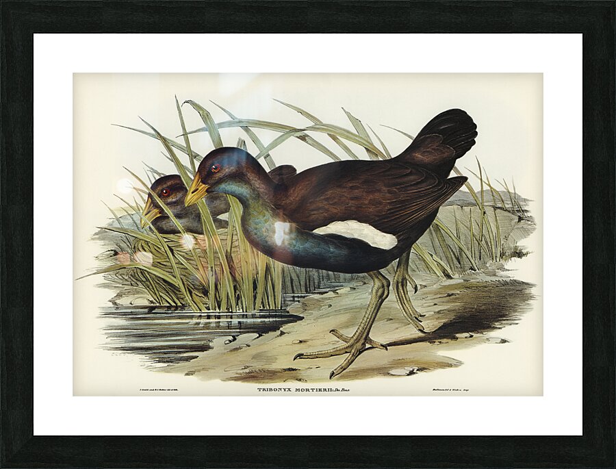 Australian Wild Duck Anus superciliosa illustrated by Elizabeth Gould 1804–1841 for John Gould’s 1804-1881 Birds of Australia  Picture Frame print