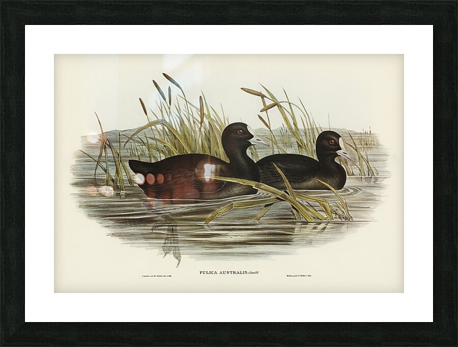 Australian Coot Fulica Australis illustrated by Elizabeth Gould 1804–1841 for John Gould’s 1804-1881 Birds of Australia  Picture Frame print