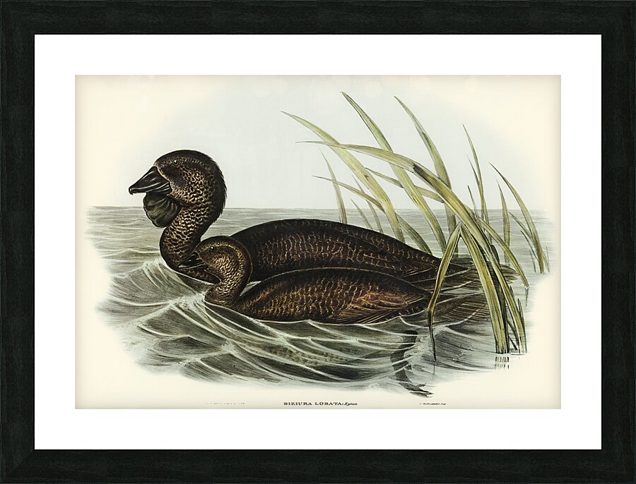 Musk Duck Biziura lobata illustrated by Elizabeth Gould 1804–1841 for John Gould’s 1804-1881 Birds of Australia  Picture Frame print