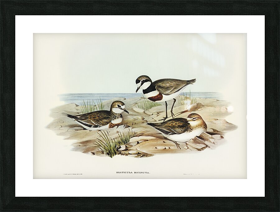 Double-banded Dottrel Hiaticula bicincta illustrated by Elizabeth Gould 1804–1841 for John Gould’s 1804-1881 Birds of Australia  Picture Frame print
