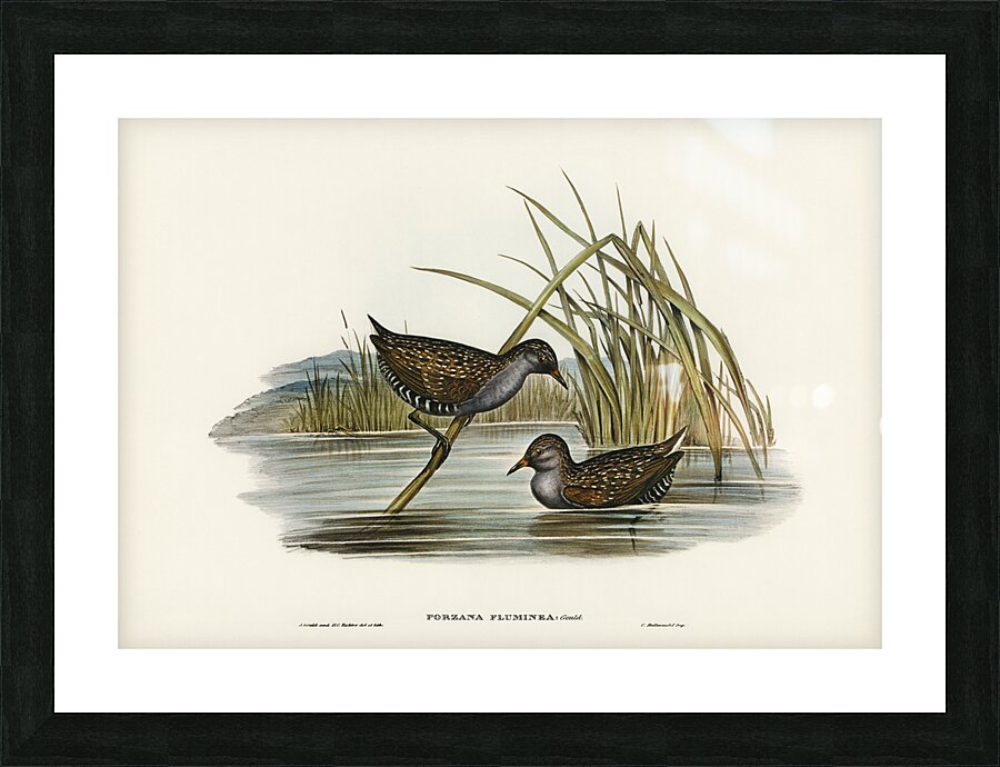 Spotted Water Crake Porzana fluminea illustrated by Elizabeth Gould 1804–1841 for John Gould’s 1804-1881 Birds of Australia  Picture Frame print