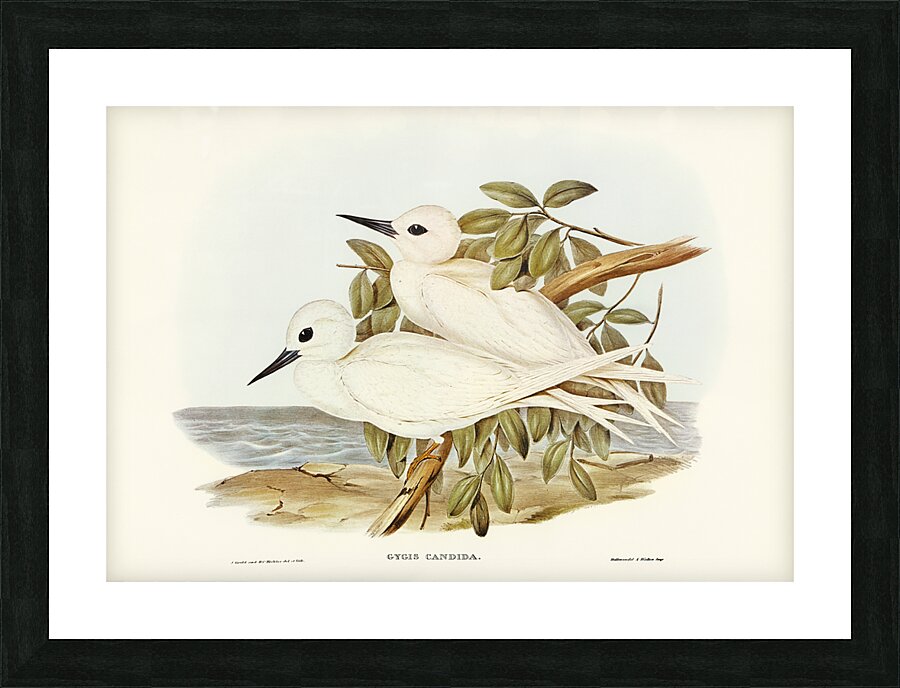 White Tern Gygis candida illustrated by Elizabeth Gould 1804–1841 for John Gould’s 1804-1881 Birds of Australia  Picture Frame print