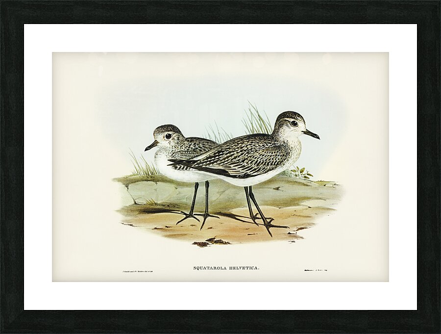 Grey Plover Squatarola Helvetica illustrated by Elizabeth Gould 1804–1841 for John Gould’s 1804-1881 Birds of Australia  Picture Frame print