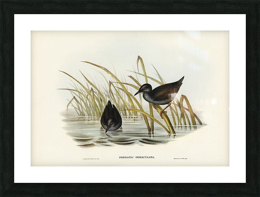 Spotless Gallinule Porzana immaculata illustrated by Elizabeth Gould 1804–1841 for John Gould’s 1804-1881 Birds of Australia  Picture Frame print
