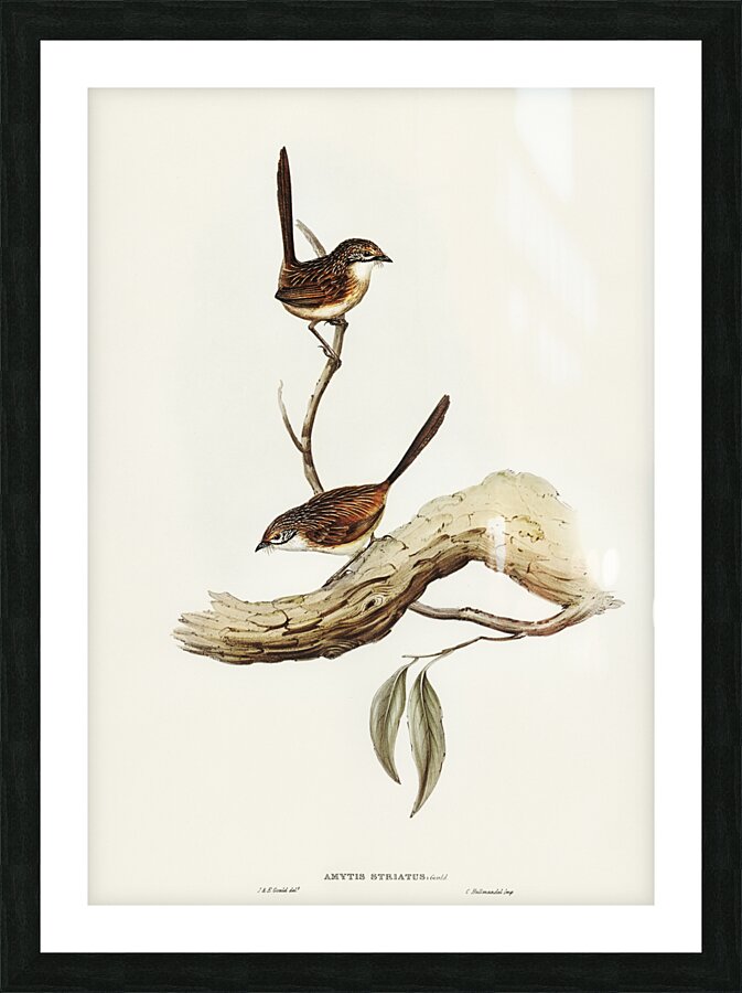 Striated Wren Amytis striatus illustrated by Elizabeth Gould 1804–1841 for John Gould’s 1804-1881 Birds of Australia  Picture Frame print